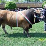 Aubrac képek